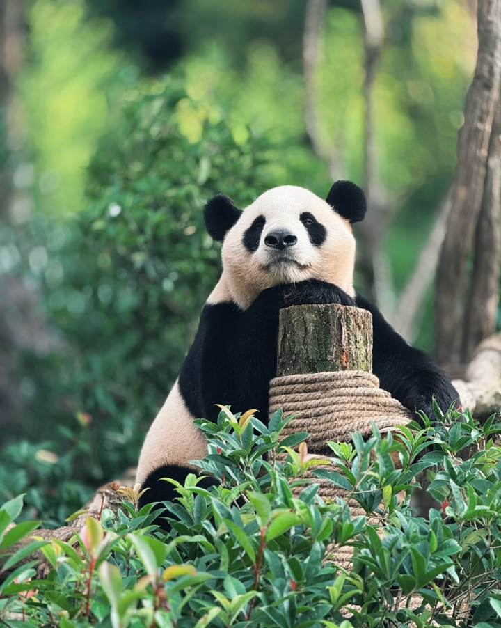 Panda gigante en la Base de Dujiangyan